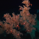 Black coral